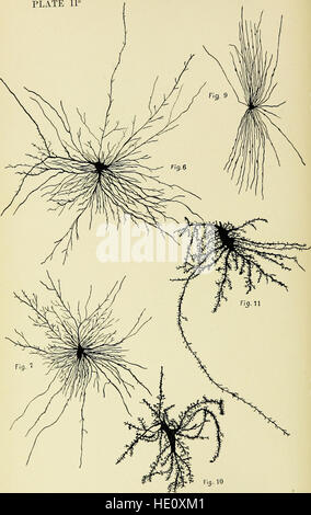 Publié en 1900, ce traité traite de diverses maladies mentales, de leurs causes, symptômes et traitements. Il fournit une analyse approfondie des conditions psychiatriques de l'époque, offrant un aperçu des pratiques et de la compréhension précoces en santé mentale. Banque D'Images