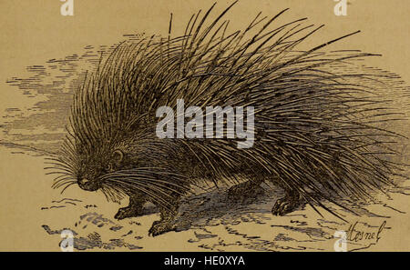 *Little Folks in Feathers and fur, and Others in Nor* (1875) est un livre pour enfants présentant des illustrations et des histoires sur divers animaux, mettant l'accent sur les oiseaux et les mammifères, en mettant l'accent sur leurs caractéristiques et leurs comportements naturels. Banque D'Images