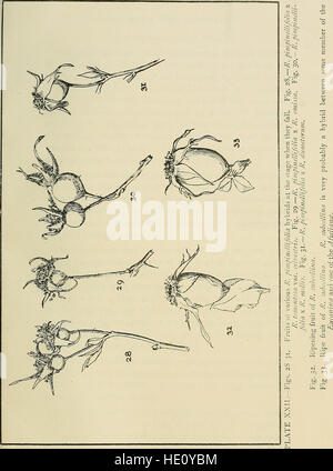 Opérations de la Natural History Society of Northumberland, Durham et Newcastle-upon-Tyne (1918) Banque D'Images