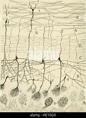 L'anatomie du système nerveux, dans la perspective du développement et de la fonction (1920) Banque D'Images