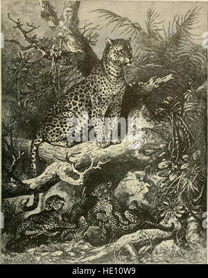 Brehm's de la vie des animaux - une histoire naturelle pour l'instruction populaire accueil et pour l'utilisation d'écoles (1895) Banque D'Images