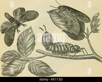 Les transformations (ou métamorphoses) d'Insectes (Insecta, Myriopodes, arachnides, et crustacés.) l'adaptation, pour les lecteurs français, de M. C389m Blanchard's 22métamorphoses, murs et instinct Banque D'Images