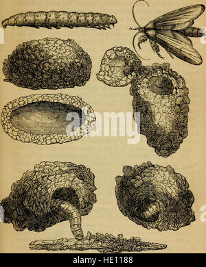 Architecture d'insectes - à laquelle sont ajoutés, recueils, sur les ravages, la conservation à des fins d'étude, et la classification, d'insectes (1845) Banque D'Images