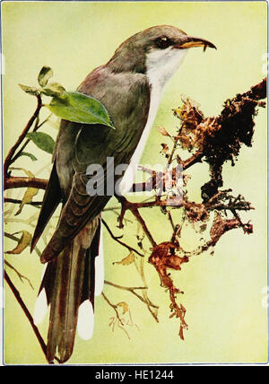 Les voisins d'oiseaux. Une introduction connaissance avec cent cinquante oiseaux communément trouvés dans les jardins, les prés, et les bois sur les maisons (1916) Banque D'Images