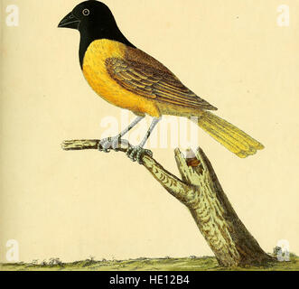 Une histoire naturelle des oiseaux - illustré avec une centaine et l'un des plaques de cuivre gravées, curieusement de la vie (1731) Banque D'Images