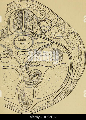 Ce travail de 1919 porte sur l'anatomie, la physiologie, la pharmacodynamie et la pathologie des systèmes nerveux sympathique et autonome. Il fournit une compréhension complète du rôle que jouent ces systèmes dans la régulation des fonctions corporelles et leur implication dans diverses conditions médicales. Banque D'Images