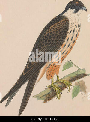 *A History of the Birds of Europe, Not Obstected in the British Isles* (1859) se concentre sur les espèces d'oiseaux trouvées en Europe qui ne sont pas indigènes aux îles britanniques, fournissant des descriptions détaillées et des illustrations de ces espèces. Banque D'Images