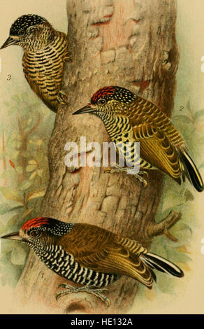 Les oiseaux de la Guyane britannique - basée sur la collecte de Frederick Vavasour McConnell (1916) Banque D'Images
