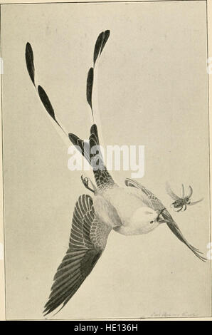 Guide des oiseaux de l'ouest des États-Unis, y compris les grandes plaines, du grand bassin, versant du Pacifique, et bas Rio Grande Valley (1904) Banque D'Images