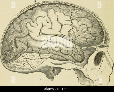 Cerveau et de l'esprit ; ou, la science mentale considérées en conformité avec les principes de la phrénologie, et par rapport à la physiologie moderne (1882) Banque D'Images