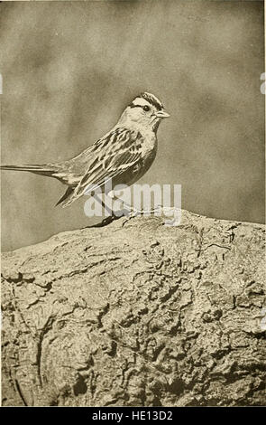 Les oiseaux de Californie - une gamme complète, scientifiques et populaires de l'compte 580 espèces et sous-espèces d'oiseaux trouvés dans l'état (1923) Banque D'Images