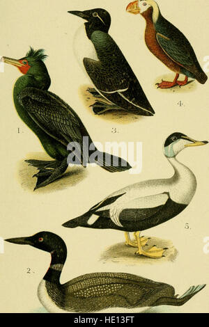 *A Popular Handbook of the Birds of the United States and Canada* (1905) est un guide complet sur les espèces d'oiseaux présentes aux États-Unis et au Canada. Le livre fournit des informations détaillées sur l'identification, les habitats et les comportements des espèces communes et rares. Banque D'Images