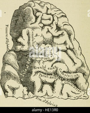 Cerveau et de l'esprit ; ou, la science mentale considérées en conformité avec les principes de la phrénologie, et par rapport à la physiologie moderne (1882) Banque D'Images