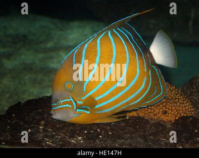 Anneau bleu de l'Indo-Pacifique (Angelfish Pomacanthus annularis), natif de l'Afrique de l'Est du sud du Japon Banque D'Images
