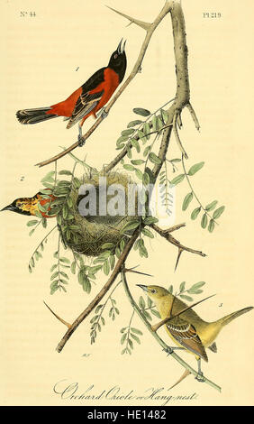 Les oiseaux d'Amérique - à partir de dessins réalisés aux États-Unis et leurs territoires (1840) Banque D'Images