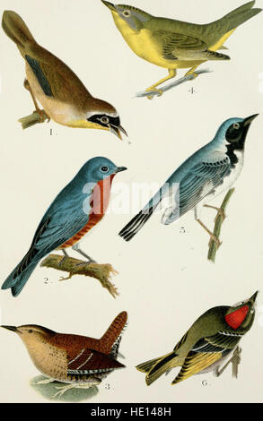 Un manuel populaire des oiseaux du Canada et des États-Unis (1903) Banque D'Images