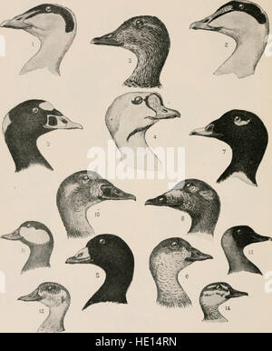 Les oiseaux de l'Est de l'Amérique du Nord - connu pour se produire à l'est de la quatre-vingt-dixième méridien (1899) Banque D'Images