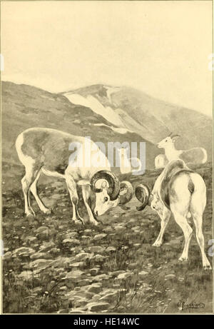 Le bœuf musqué, de bisons, de moutons et de chèvres (1904) Banque D'Images