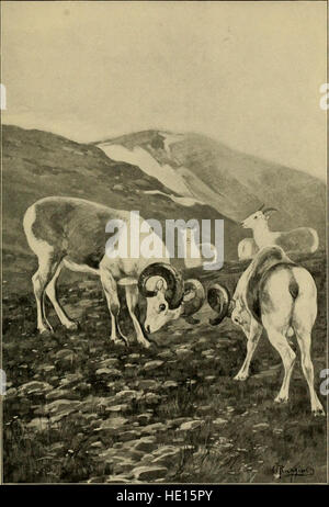 Le bœuf musqué, de bisons, de moutons et de chèvre (1904) Banque D'Images