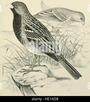 Une monographie de la Weaver-Ploceidand, oiseaux terrestres et arboricoles, les roselins, Fringillid (1888) Banque D'Images