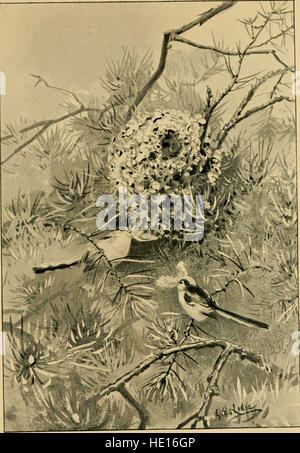 Bird Life Glimpses (1905) fournit un guide illustré pour l'étude des oiseaux, en se concentrant sur les espèces communes et leurs comportements. Il présente les habitudes et les caractéristiques naturelles de divers oiseaux, offrant une introduction accessible à l'ornithologie pour le lecteur général. Banque D'Images