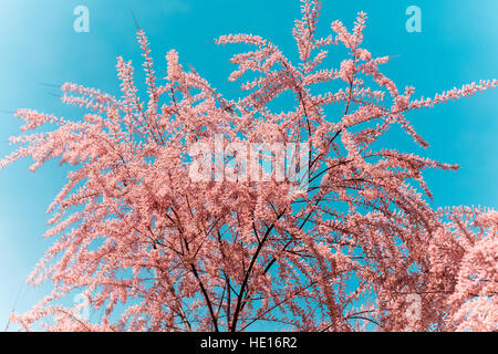 Le Tamarix meyeri Boiss Bush dans le jardin. Banque D'Images