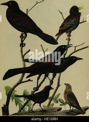 *Birds of New York* (1910) est un guide complet des espèces d'oiseaux de New York. Il couvre l'identification, le comportement et les habitats des espèces aviaires locales, offrant des informations précieuses pour les ornithologues et les naturalistes. Banque D'Images
