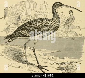 Clé d'oiseaux de l'Amérique du Nord. Contenant des indications succinctes sur chaque espèce d'oiseau vivant et fossile connu à l'heure actuelle du continent au nord de la frontière du Mexique et des États-Unis, y compris Banque D'Images