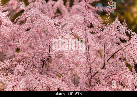 Le Tamarix meyeri Boiss Bush dans le jardin. Banque D'Images