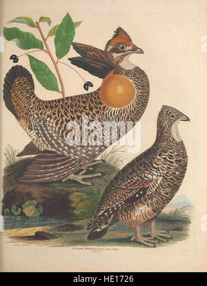 Illustrations de l'American ornithology de Alexander Wilson et Charles Lucien Bonaparte - avec l'ajout de nombreuses espèces récemment découvertes et des représentations de l'ensemble de l'sylvae Banque D'Images