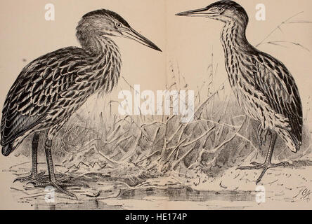 Les 'transactions and Proceedings of the New Zealand Institute' publiés en 1873 détaillent les développements scientifiques, académiques et culturels de l'époque. Ce volume reflète les progrès intellectuels et les recherches entreprises par les membres de l'institut. Banque D'Images