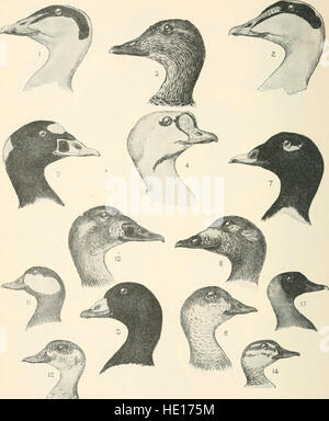 Les oiseaux de l'Est de l'Amérique du Nord connu pour se produire à l'est du 19e méridien (1899) Banque D'Images