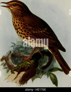 *Birds of Britain* (1907) est un guide complet des espèces aviaires présentes au Royaume-Uni. Cette publication fournit des illustrations et des descriptions détaillées des oiseaux indigènes, mettant en évidence leurs habitats, leurs comportements et leurs caractéristiques. Il sert de référence essentielle pour les ornithologues et les naturalistes. Banque D'Images