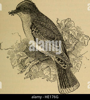 Birds of Washington and Neighborhood (1902) est un guide complet des espèces d'oiseaux trouvées dans la région de Washington. Il propose une étude détaillée de la faune aviaire locale, avec des illustrations et des descriptions de différentes espèces d'oiseaux. Banque D'Images