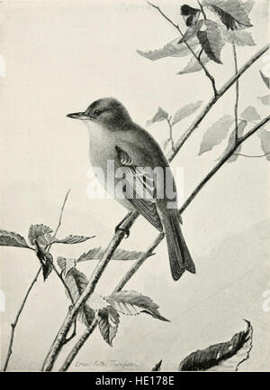 « Bird-Life ; a guide to the study of our common Birds » (1899) est un guide complet qui offre un aperçu détaillé de l'étude et de l'identification des espèces d'oiseaux communes. Ce travail fournit des informations précieuses pour les ornithologues et les amateurs d'oiseaux. Banque D'Images