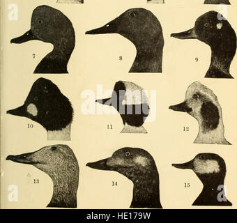 Une illustration vintage tirée du 'Handbook of Birds of Eastern North America', publié en 1912. L'image montre diverses espèces d'oiseaux indigènes de l'est des États-Unis et du Canada. Banque D'Images