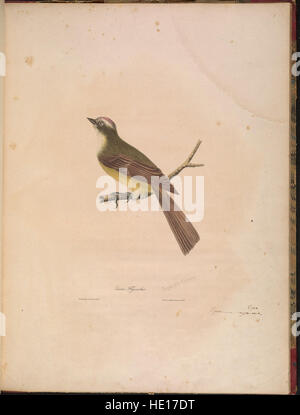 Une description des 16 nouvelles espèces d'oiseaux d'Amérique du Nord, décrit dans les annales de la Nouvelle York Lyceum of Natural History (1841) Banque D'Images