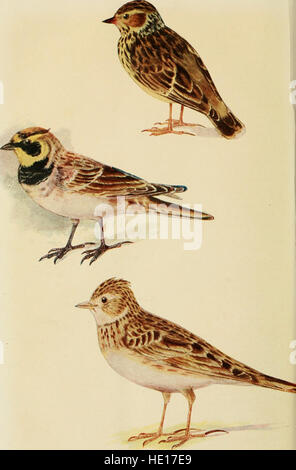 « British Birds in their Haunts » (1922) est un travail ornithologique détaillé présentant diverses espèces d'oiseaux dans leurs habitats naturels. Le livre fournit un aperçu de la faune britannique à travers des illustrations et des descriptions. Banque D'Images