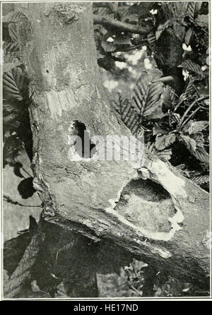 Photos d'oiseaux - sur le pré, montagne et Marsh (1903) Banque D'Images