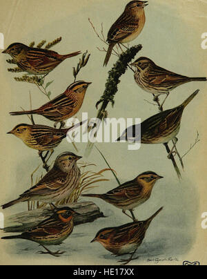 « Birds of New York », publié en 1910, est une référence complète avec des illustrations détaillées et des descriptions des espèces d'oiseaux indigènes et migrateurs de New York. L'œuvre capture la diversité de la vie aviaire dans la région au début du XXe siècle. Banque D'Images