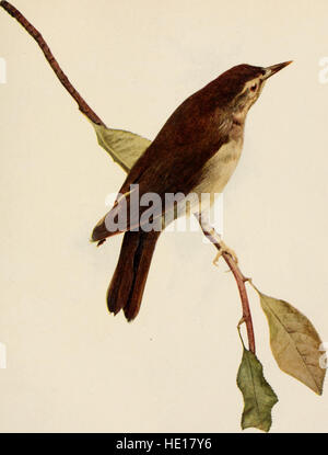 Ce traité, publié en 1913, fournit une exploration scientifique et populaire de 400 espèces d'oiseaux trouvées aux États-Unis et au Canada. Il offre des illustrations détaillées et des descriptions des oiseaux, mettant en évidence leurs couleurs naturelles et leurs caractéristiques. Le travail est une ressource importante pour les ornithologues et les amateurs d'oiseaux. Banque D'Images