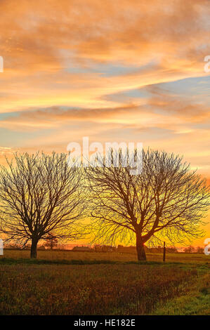 Lever du soleil et des silhouettes de Marronnier d'arbres en hiver Banque D'Images