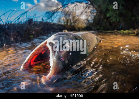 Saumon coho morts dans la rivière Brunette. Banque D'Images