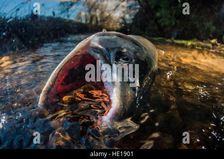 Saumon coho morts dans la rivière Brunette. Banque D'Images