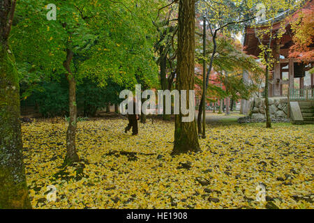Monk marche dans les feuilles d'automne au Daigo-ji, Kyoto, Japon Banque D'Images