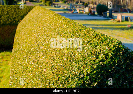 Evergreen common box (Buxus sempervirens) au cimetière. Ici utilisé comme une couverture d'ornement. Les focus et de flou dans la distance. Banque D'Images