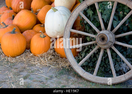 Mûres récoltées Orange citrouilles organisé sur la masse dans la vieille ferme avec une roue, scène d'espace rural, l'automne décoration Halloween et still life Banque D'Images
