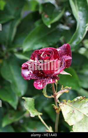 Abracadabra Hybrid Tea Rose en pleine floraison Banque D'Images