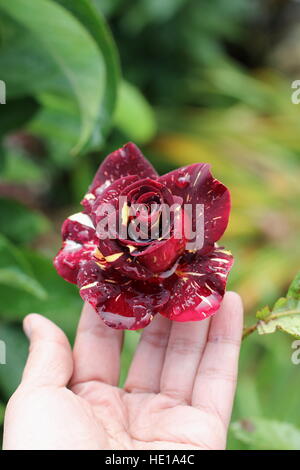 Abracadabra Hybrid Tea Rose en pleine floraison Banque D'Images