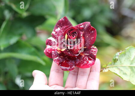 Abracadabra Hybrid Tea Rose en pleine floraison Banque D'Images